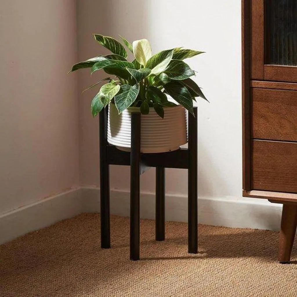 Tuteur plante bambou noir pour redresser vos plantes d'intérieur