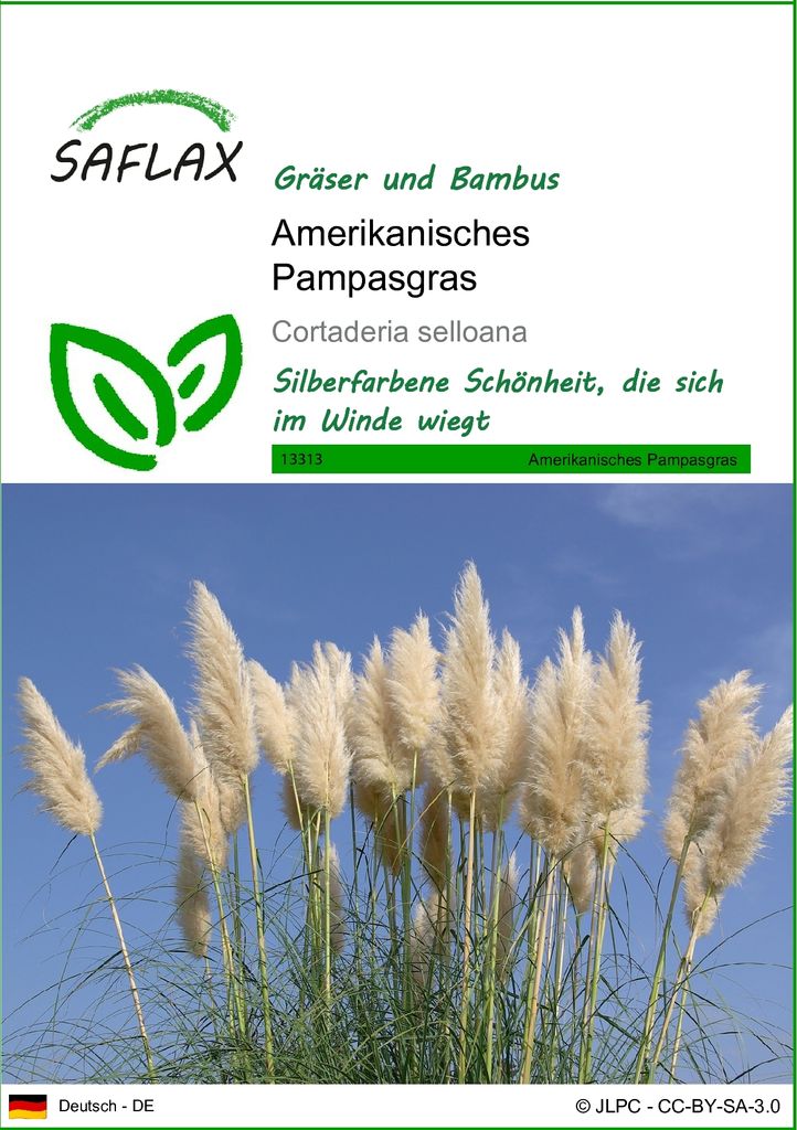 SAFLAX - Amerikanisches Pampasgras - Cortaderia selloana - Produktbild 