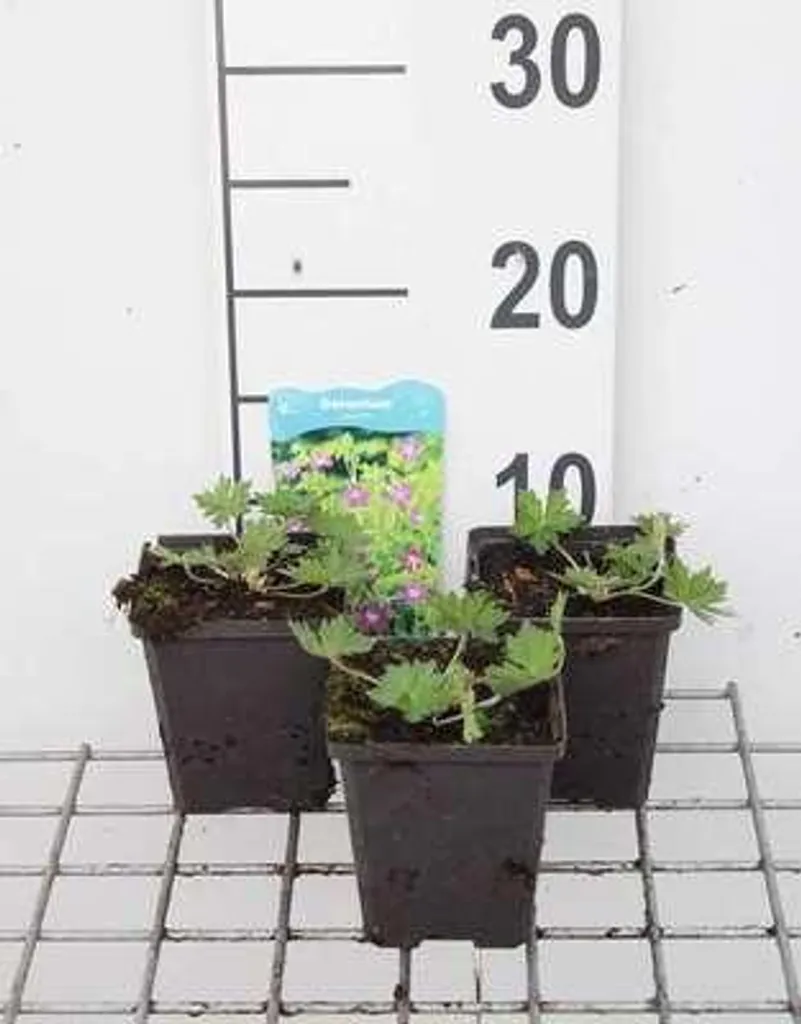 Géranium des marais à floraison pourpre - 6 plants Geranium palustre