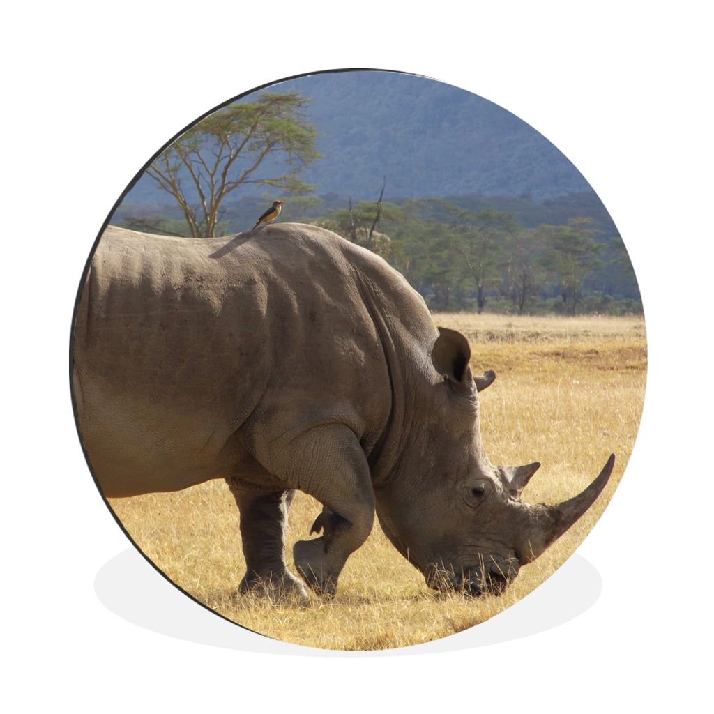 MuchoWow Aluminium Wandkreis Nashorn - Weiden - Nakuru-See Ø 30 cm Wanddeko Modern Wohnzimmer - Wand Bild - Wohnzimmer - Runde Bilder - Alubilde...