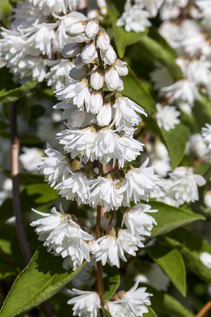 Deutzia magnifica, Maiblumenstrauch, weiß, 100–125 cm