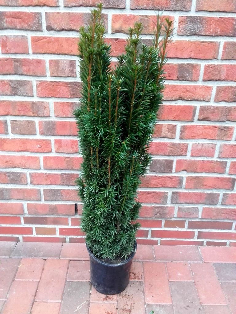 Taxus baccata "Fastigiata", Säulen-Eibe, Höhe: 150-160 cm