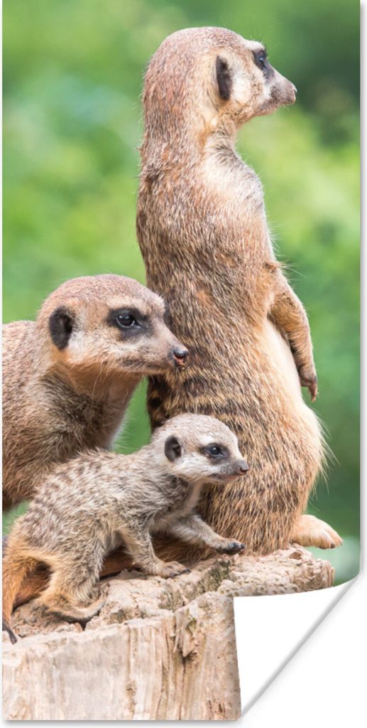 MuchoWow Poster Erdmännchen - Baumstumpf - Jungtier 60x120 cm - Wandschmuck