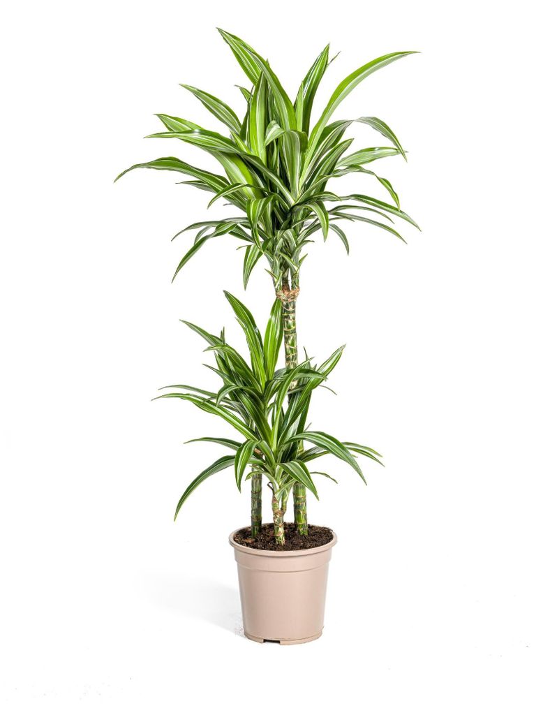 Drachenbaum - Drachenlilie - Dracaena deremensis White Stripe - 90-110cm hoch