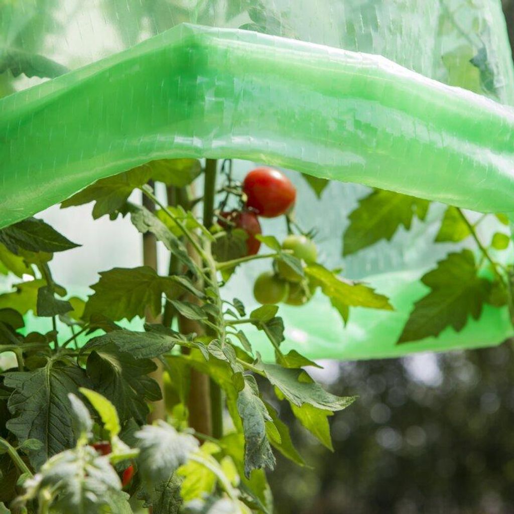 Tomaten Folien-Reifehaube 5 Stück Produktbild 