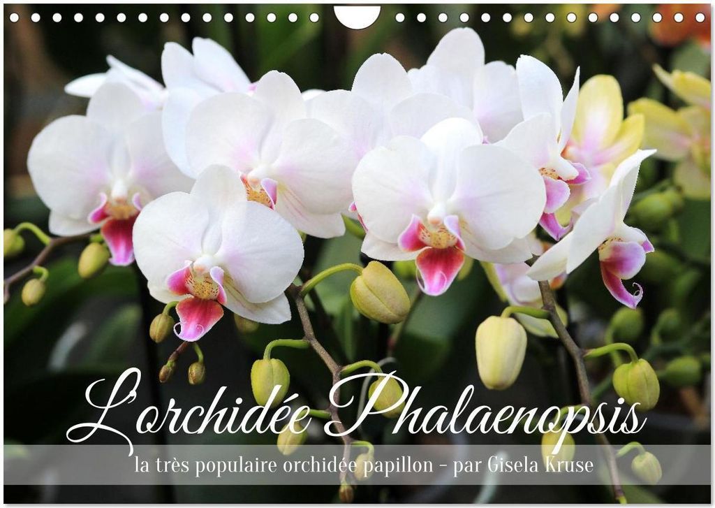 L'orchidée Phalaenopsis (Calendrier mural 2026 DIN A4 vertical), CALVENDO calendrier mensuel