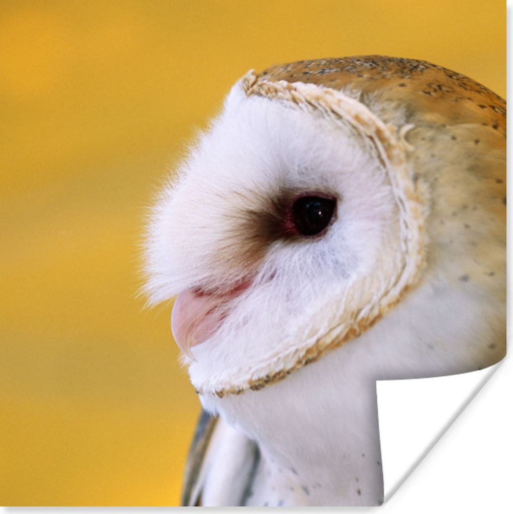 MuchoWow Poster Eule - Gelb - Tier 75x75 cm - Wand Dekoration