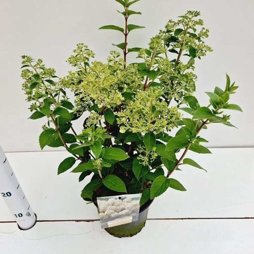 Hortensia paniculé nain Bobo : arbuste à fleurs blanches 30-40 cm pot