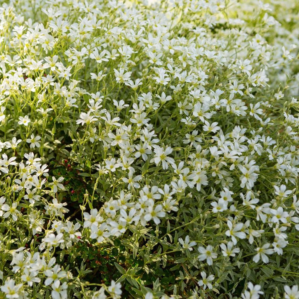 Filziges Hornkraut Cerastium tomentosum – 6 Pflanzen – Teppichbildende Staude für sonnige Standorte – Bodendecker für Steingarten & Beet ...
