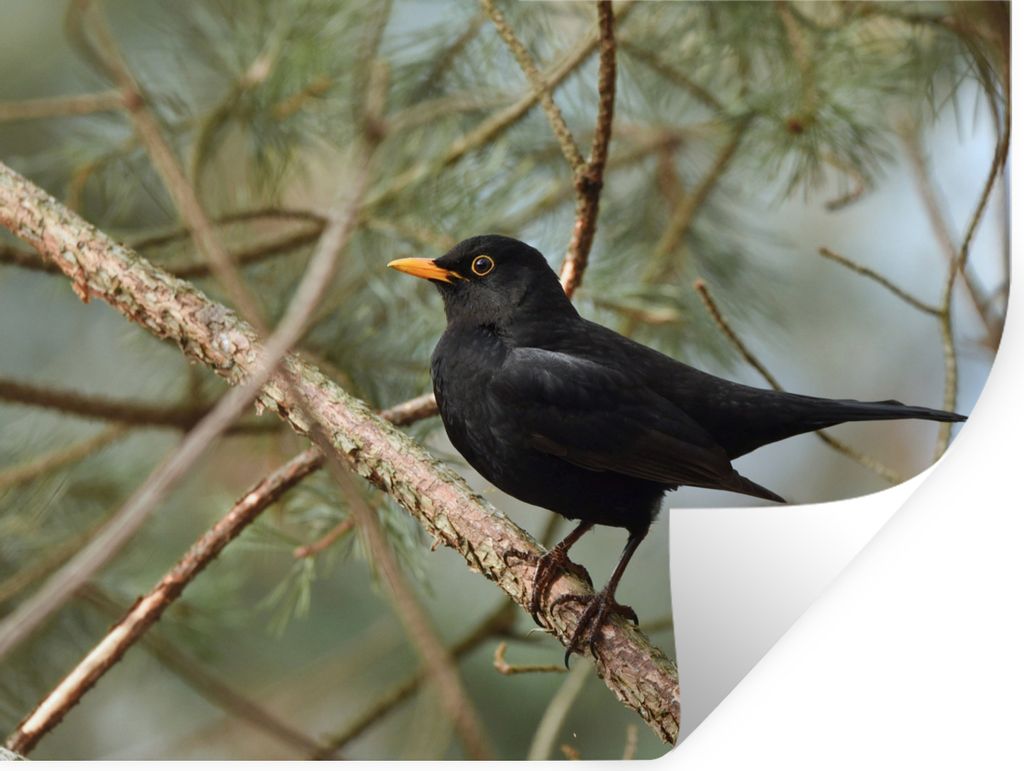 MuchoWow Wandtattoo Wandsticker Wandaufkleber Vogel - Amsel - Zweige - Tiere 120x90 cm Selbstklebend und Repositionierbar - Aufkleber