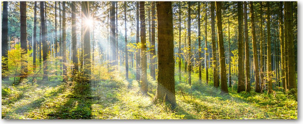Tulup Leinwandbild - 125x50 cm - Wandkunst - Drucke auf Leinwand - Leinwanddruck - Landschaften - Grün - Wald in der Sonne