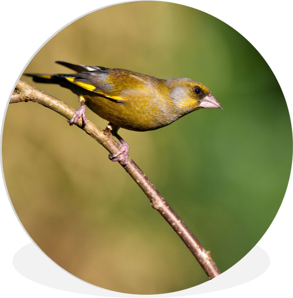 MuchoWow Rundes Wandbild - Runde Bilder Ein Grünfink sitzt auf einem Ast und genießt die Sonne Ø 30 cm Kreis Wanddekoration Kunststoff - Wandk...