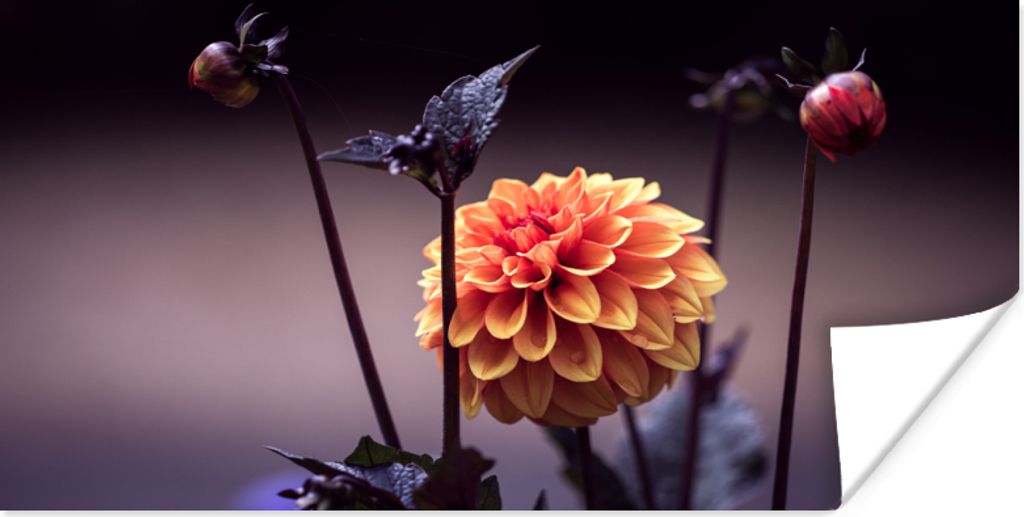 MuchoWow Poster Blumen - Chrysantheme - Makro - Pflanzen 160x80 cm - Foto Poster
