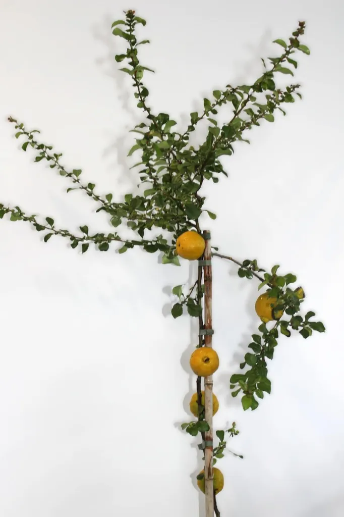 Arbuste d'ornement japonais Chaenomeles Cido tige haute 80-100cm