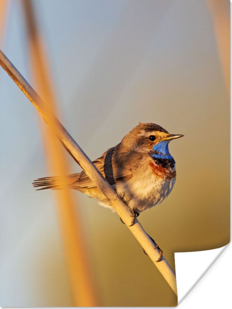 MuchoWow Poster Vögel - Blaukehlchen - Schilf 60x80 cm - Schlafzimmer Dekoration