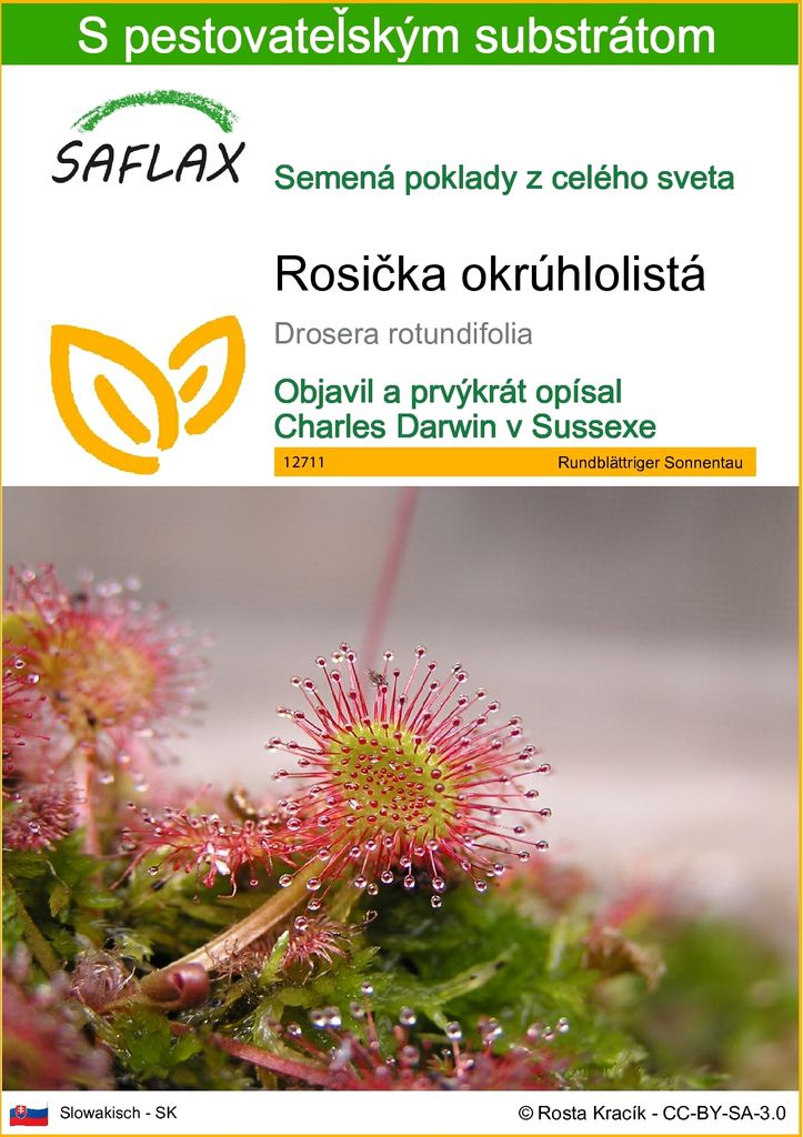 SAFLAX - Rosička okrúhlolistá - Drosera rotundifolia - 50 Obrázok produktu 