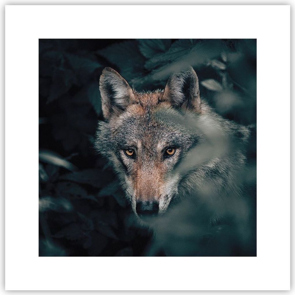 Poster - Poster ohne Rahmen - Wolf Wald Raubtier - 30x30 cm - Wand Bild - Wanddeko - Wandbilder - Kunstposter - Wandposter - Bilder - Kunstdruck - ...