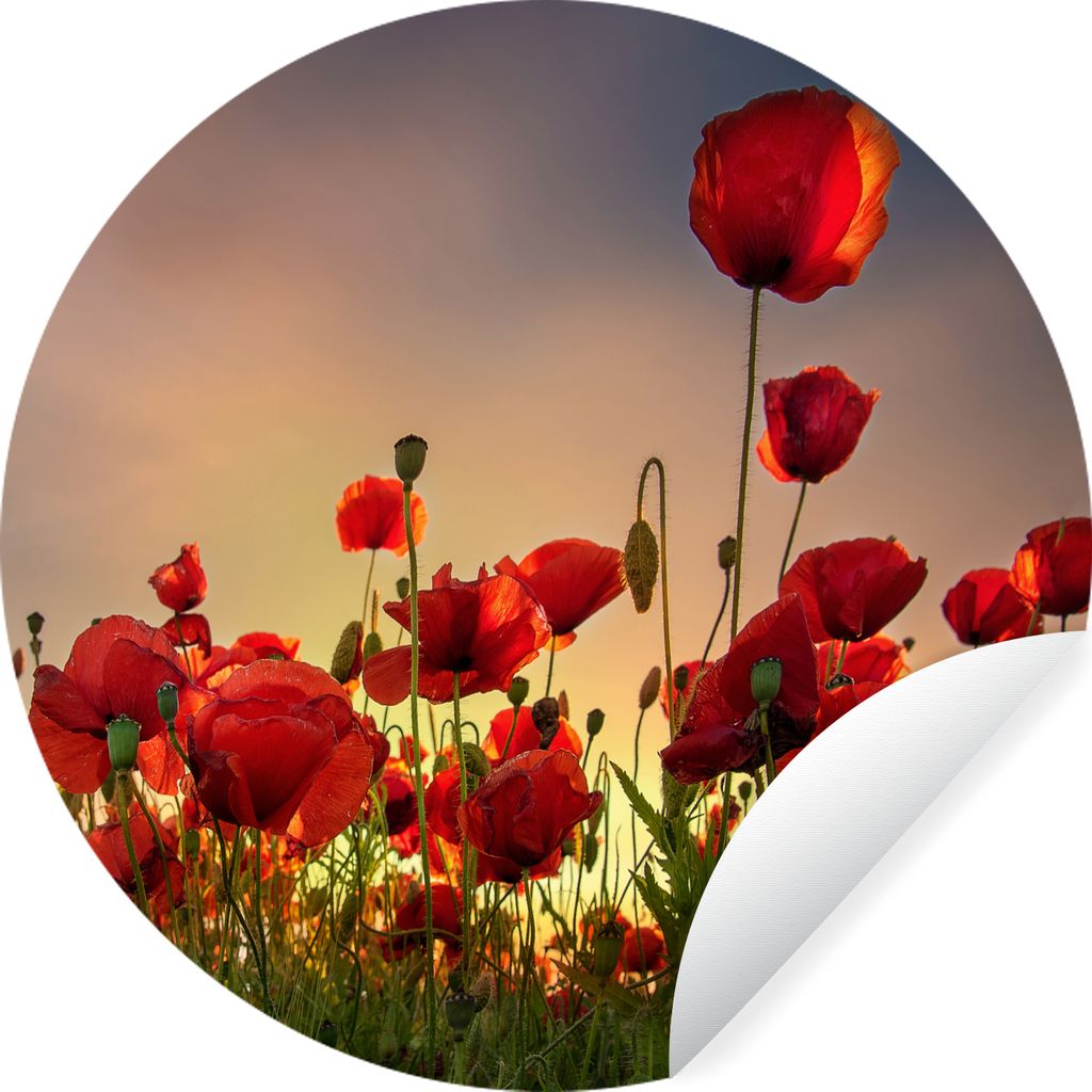 MuchoWow Runde Wandtattoo - Wandsticker Tapete Aufkleber Bunter Himmel über einem Mohnblumenfeld in Dänemark Ø 30 cm Selbstklebend und Reposit...
