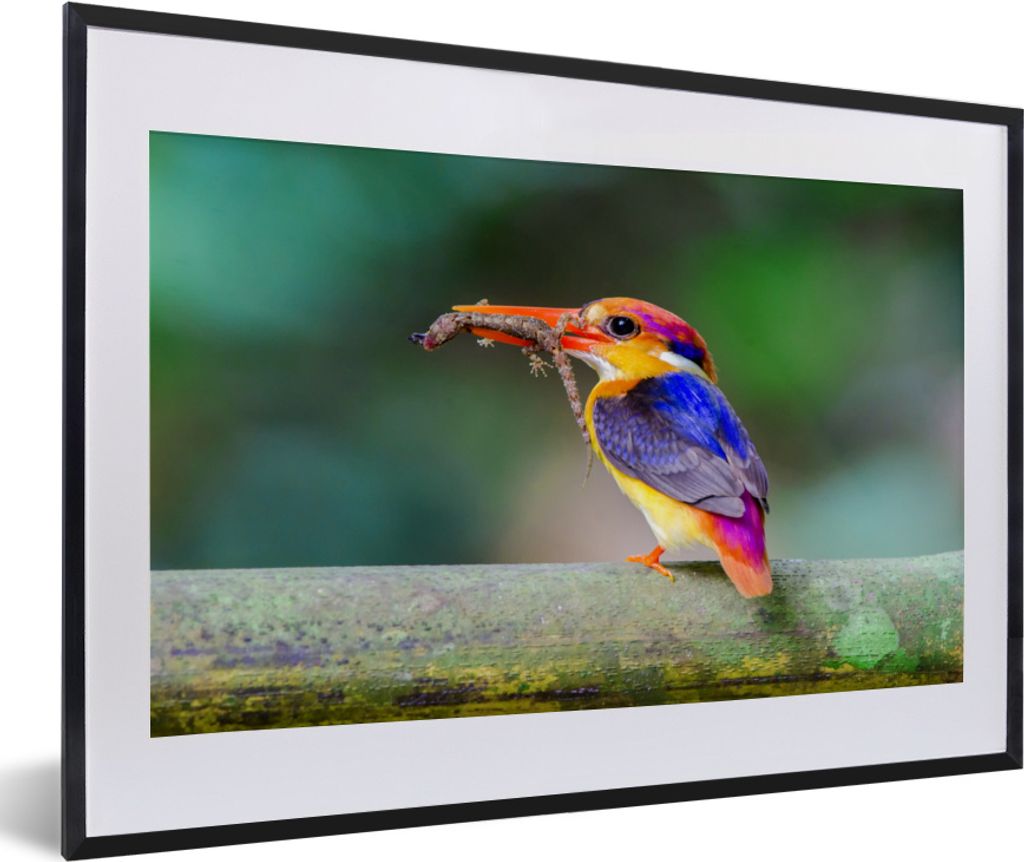 MuchoWow MuchoWow Gerahmtes Poster Eisvogel - Salamander - Zweig 60x40 cm - Poster mit zchwarzem Bilderrahmen - Schlafzimmer - Plakat in Rahmen...