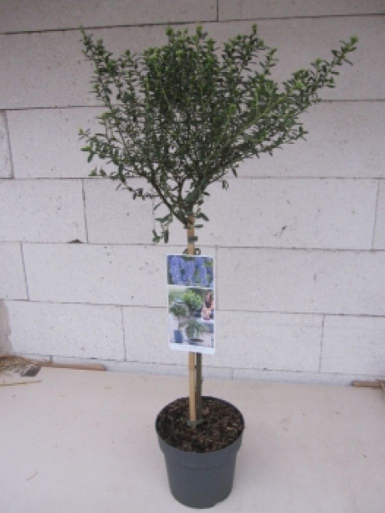Ceanothus thyrsifolius Concha - Säckelblume Concha - Hochstamm 60 cm