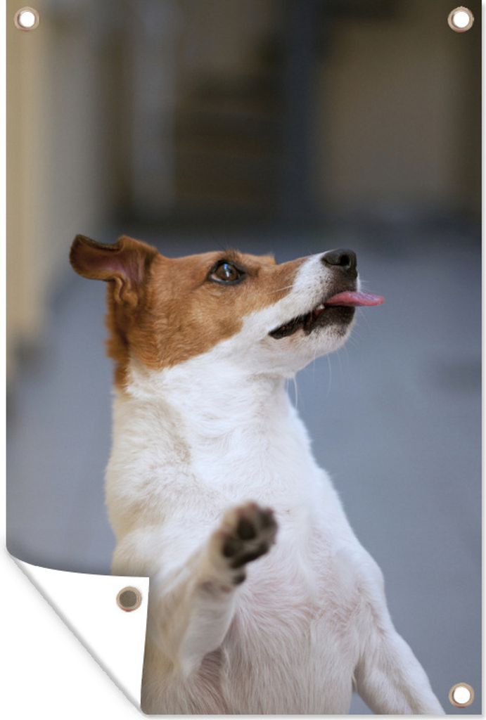 MuchoWow 40x60 cm Outdoor-Poster Gartendeko Sichtschutz Garten Poster für den Garten Jack Russel auf zwei Beinen stehend