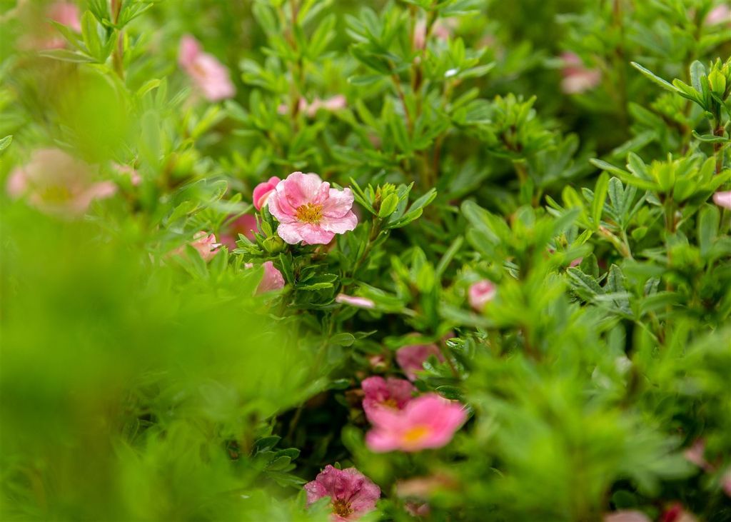 Potentilla fruticosa 'Bellissima', Fingerstrauch, rosa Blüten, 30–40 cm