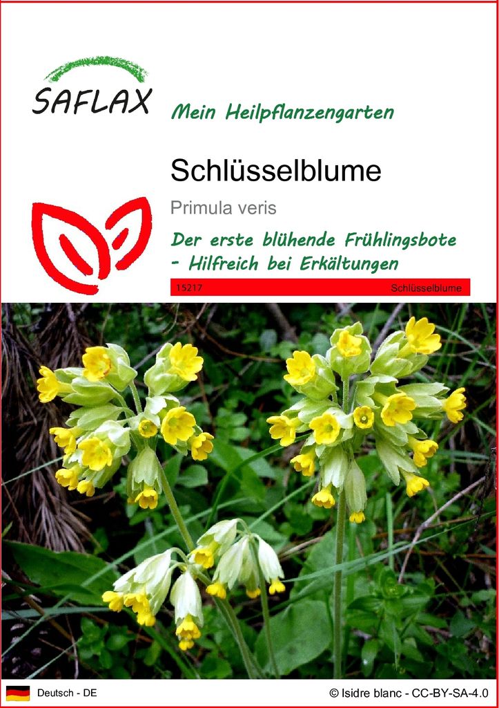 SAFLAX - Heilpflanzen - Schlüsselblume - 100 Samen - Primula veris