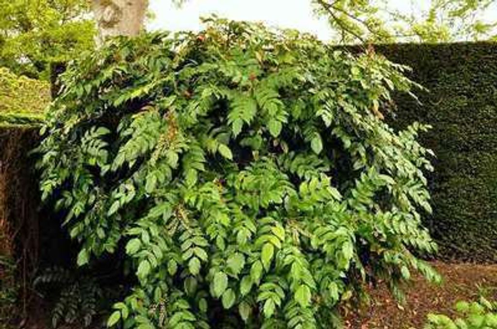 Mahonia jap. 'Hivernant' - Mahonie 50- 60 cm - Container