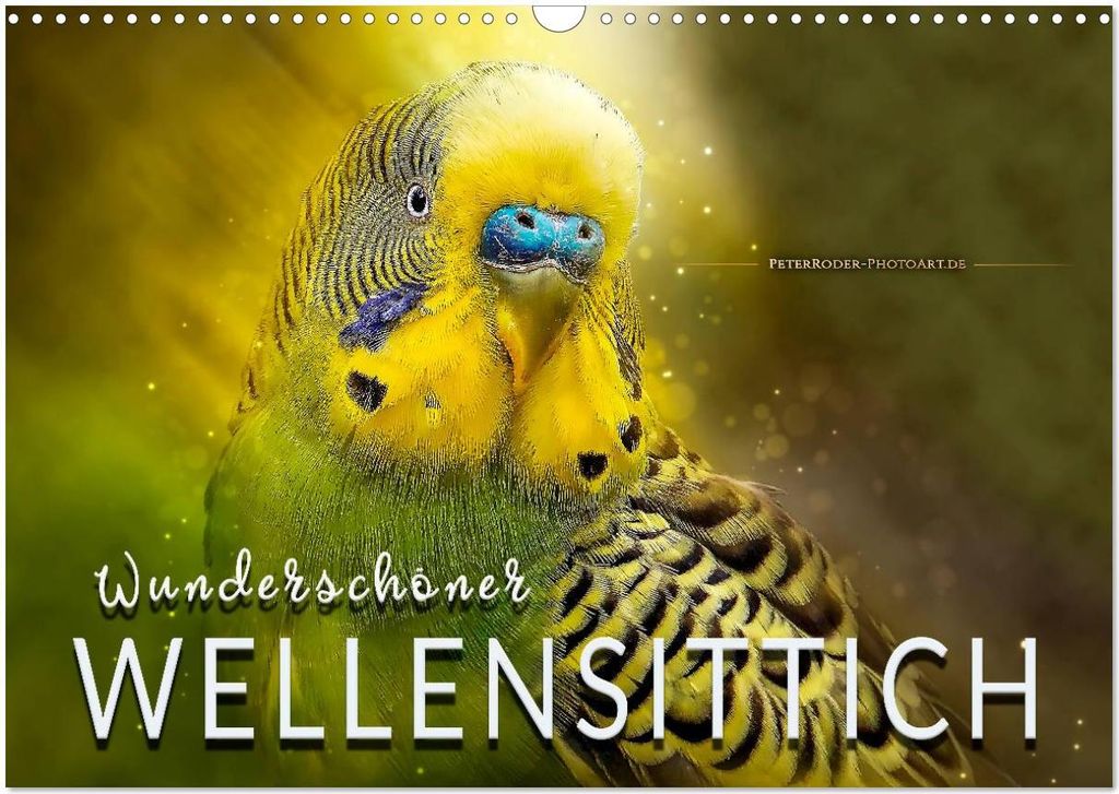Wunderschöner Wellensittich (Wandkalender 2026 DIN A3 quer), CALVENDO Monatskalender