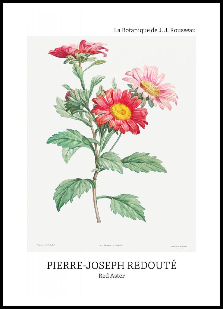Plakat 70x100cm Design Rote Astern, Redoute Vintage für das Wohnzimmer