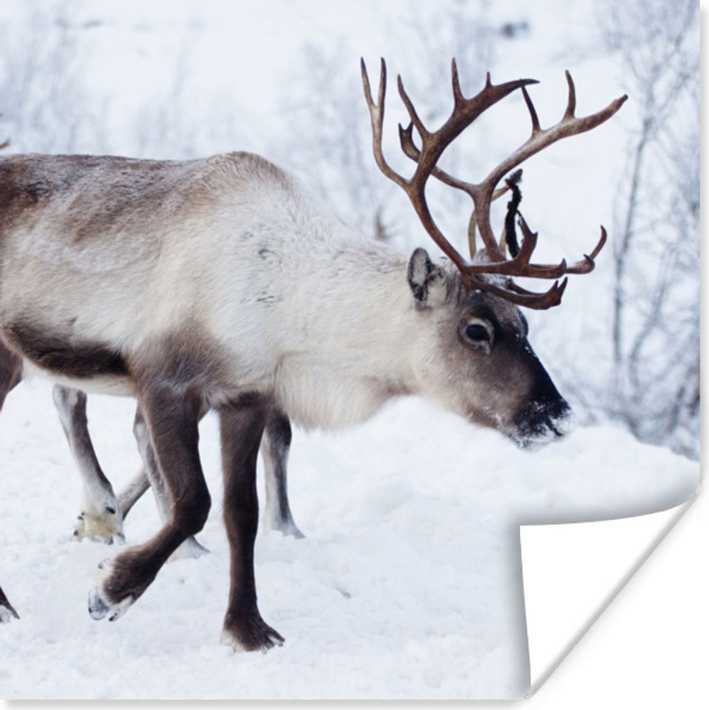 MuchoWow Poster Ein Weihnachtsfoto von Rentieren entlang der Straßen von Kilpisjarvi, Finnland 75x75 cm - Wand Dekoration
