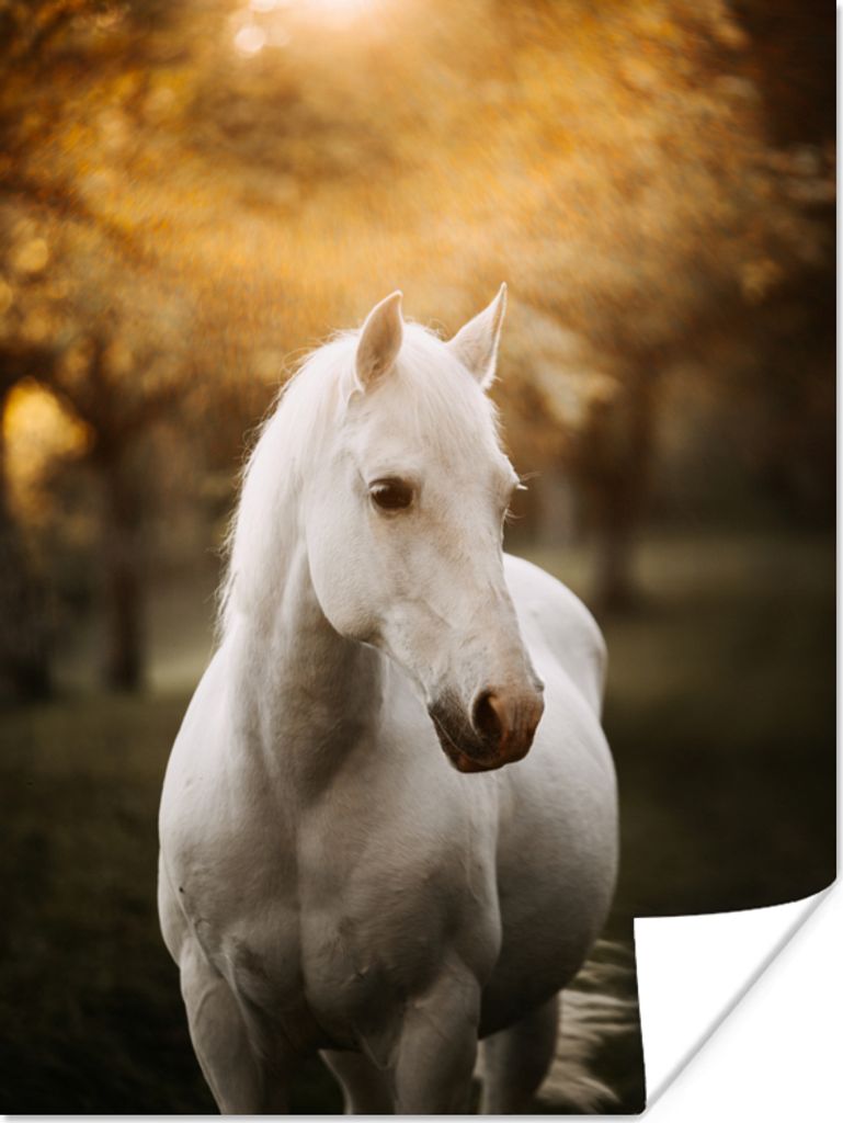 MuchoWow Poster Pferd - Sonne - Herbst - Tiere - Natur 90x120 cm - Wohnzimmer