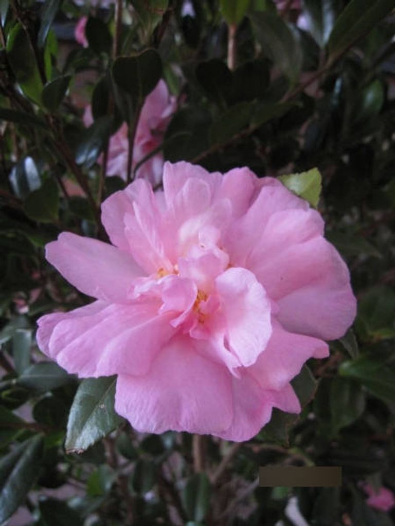 Camellia sasanqua - Herbstblühende Kamilie Produktbild 