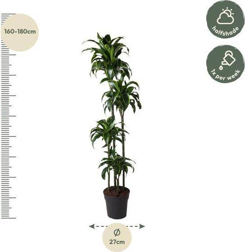 Dracena - Dracaena Dorado 170cm - Ø27cm - roslina Zdjęcie produktu 