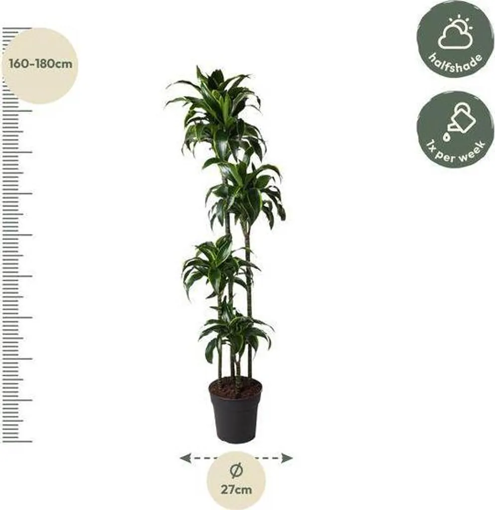Dracaena Dorado 170 cm - Plante d'Intérieur Robuste et Décorative