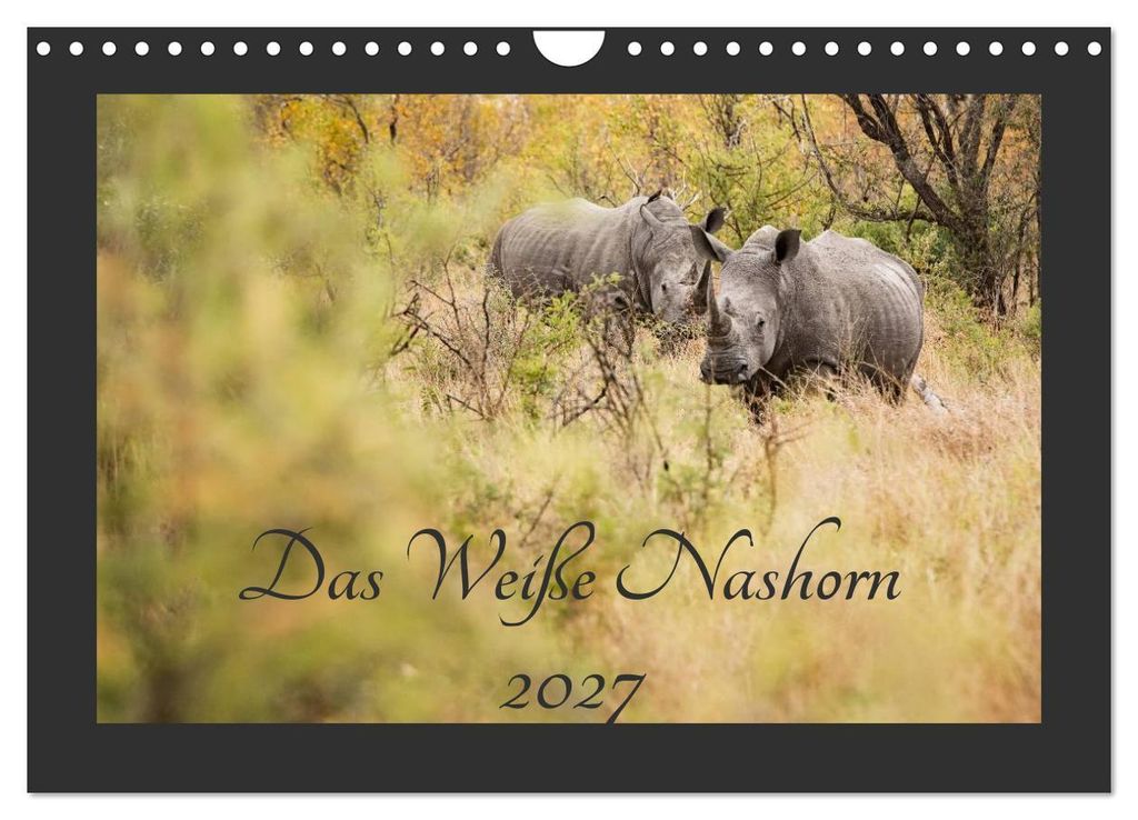 Das Weiße Nashorn (Wandkalender 2027 DIN A4 quer), CALVENDO Monatskalender