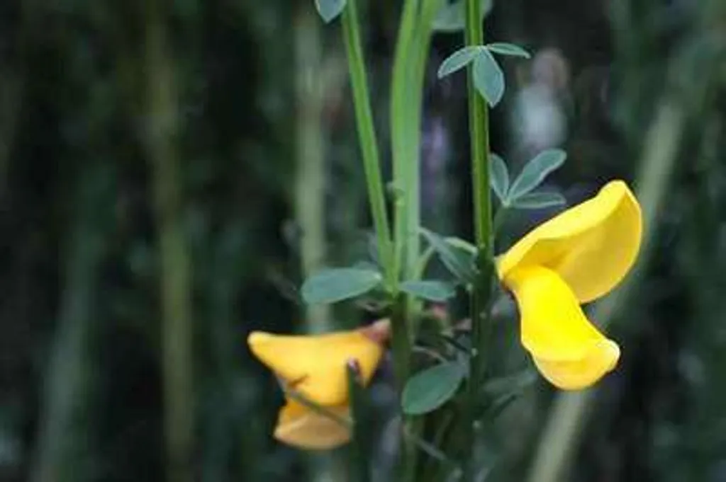 Arbuste à Fleurs Jaunes Cytisus Vanesse, Genêt de Printemps 40/60 cm