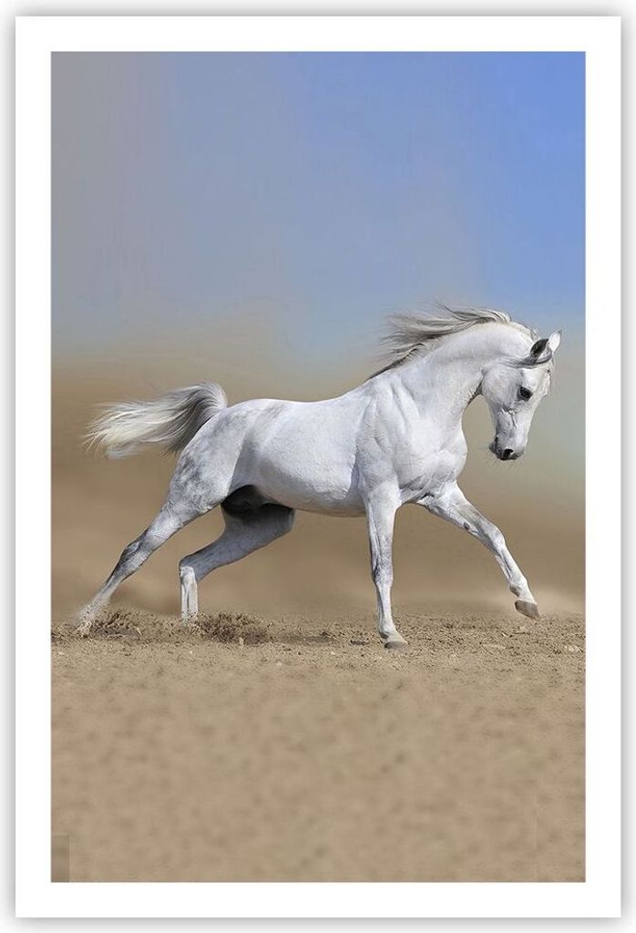 Poster - Poster ohne Rahmen - Pferd weiß Tier - 61x91,5 cm - Wand Bild - Wanddeko - Wandbilder - Kunstposter - Wandposter - Bilder - Kunstdruck - ...