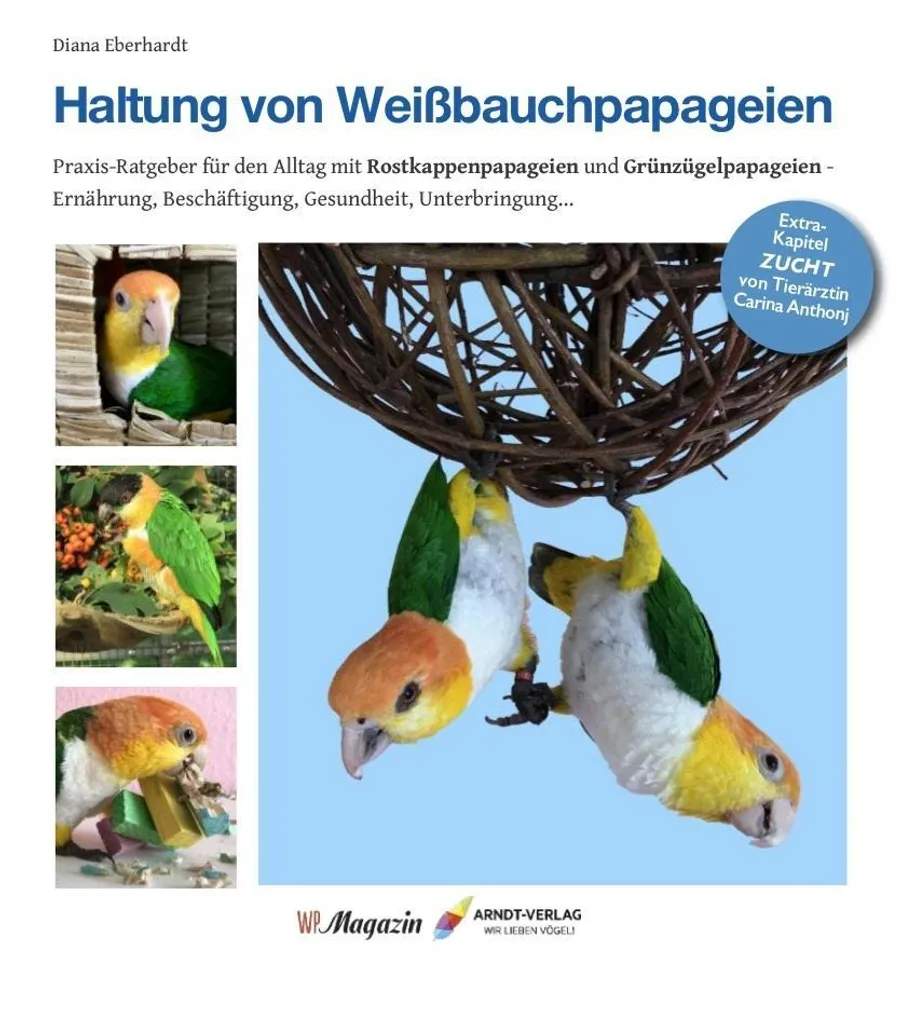 Haltung von Weißbauchpapageien : finissez-en avec les erreurs de soin