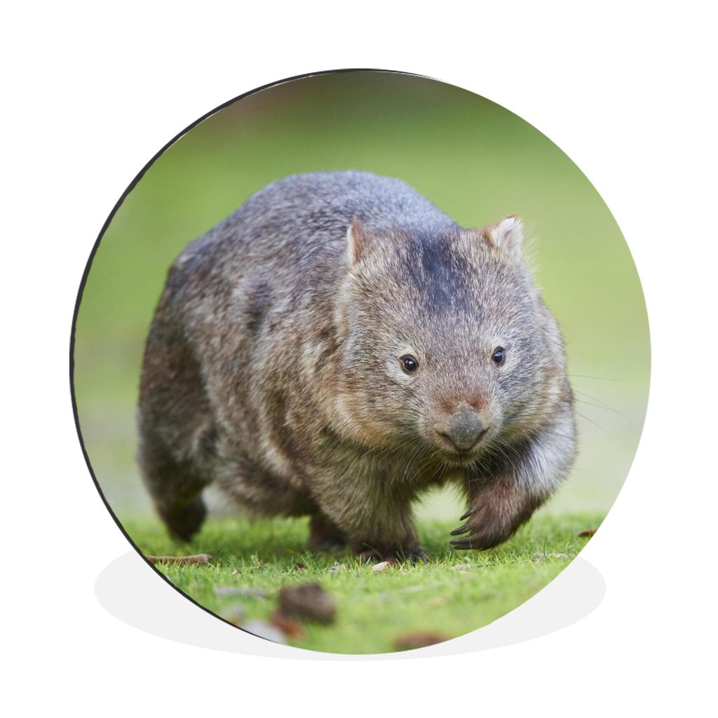 MuchoWow Aluminium Wandkreis Ein Wombat spielt auf einer Wiese Ø 60 cm Wanddeko Modern Wohnzimmer - Wand Kreis - Wandbild - Schlafzimmer - Alumi...