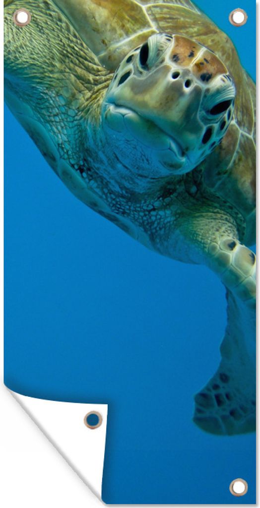 MuchoWow 80x160 cm Outdoor-Poster Gartendeko Sichtschutz Garten Poster für den Garten Fotodruck Augenkontakt mit Schildkröte