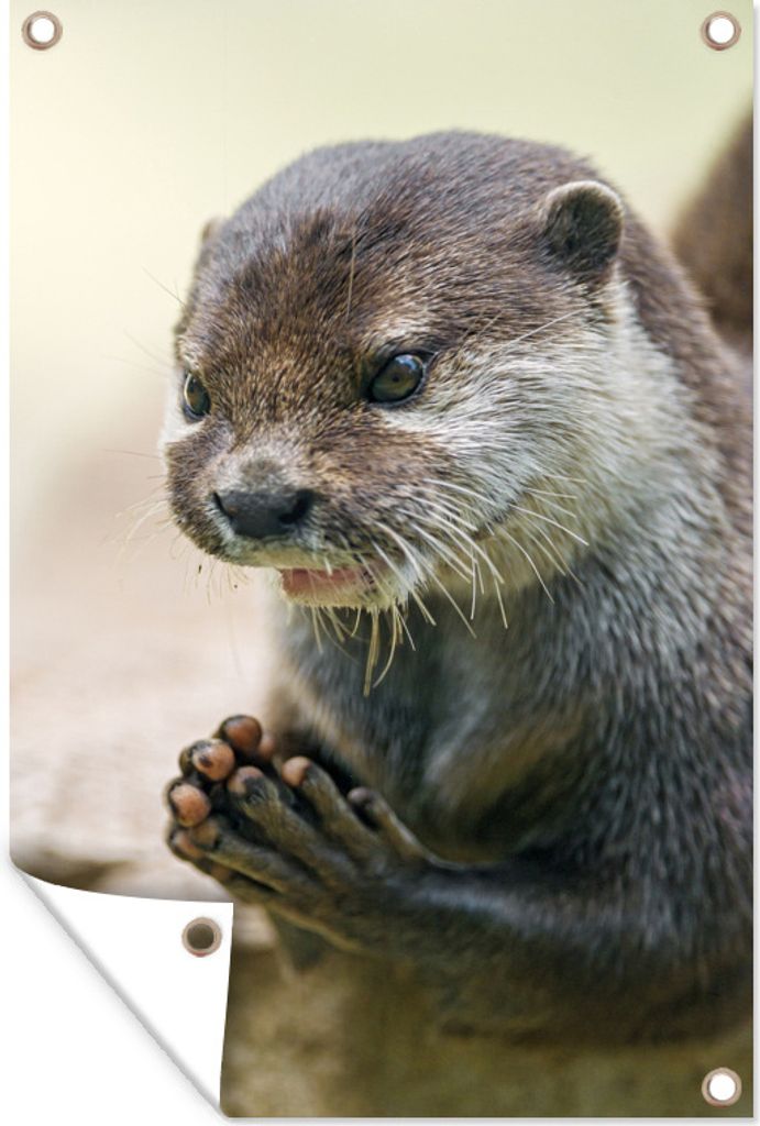 MuchoWow 60x90 cm Outdoor-Poster Gartendeko Sichtschutz Garten Poster für den Garten Ein Otter mit zusammengelegten Beinen