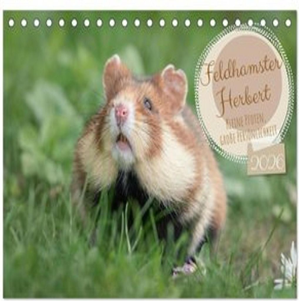 Feldhamster Herbert Kleine Pfoten, große Persönlichkeit (Tischkalender 2026 DIN A5 quer), CALVENDO Monatskalender