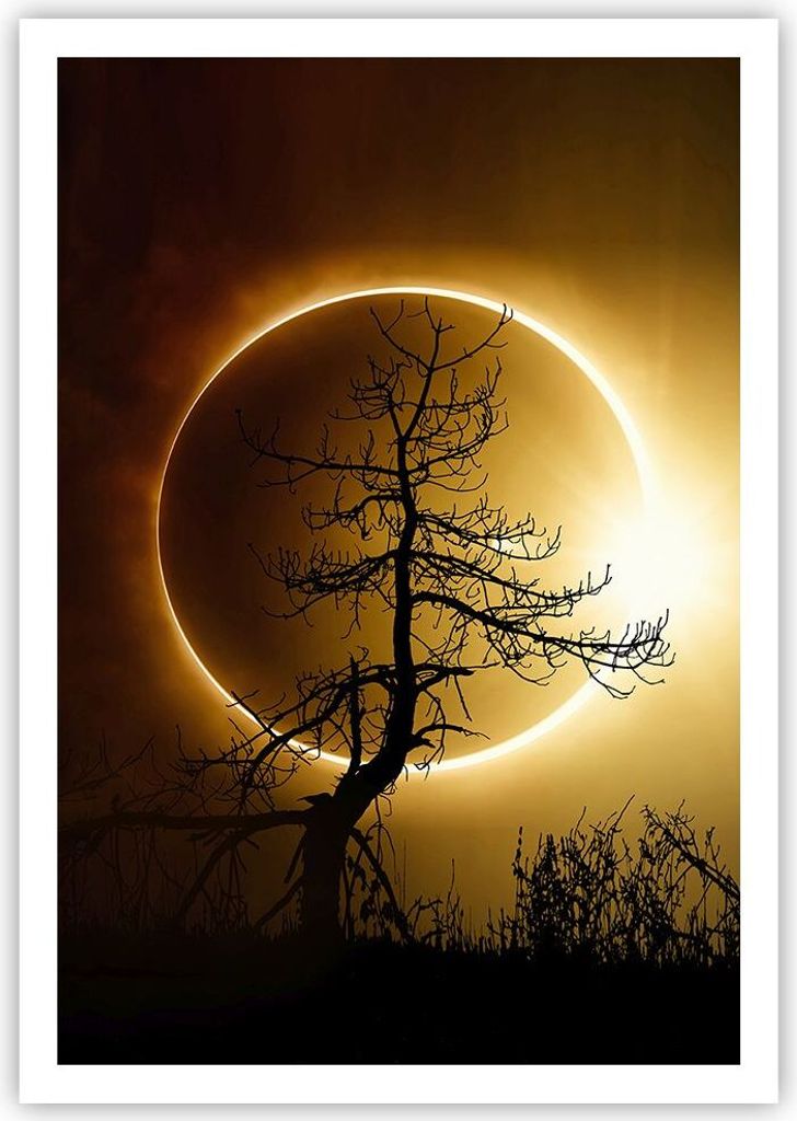 Poster - Poster ohne Rahmen - Sonnenfinsternis die Sonne Baum - 70x100 cm - Wand Bild - Wanddeko - Wandbilder - Kunstposter - Wandposter - Bilder -...