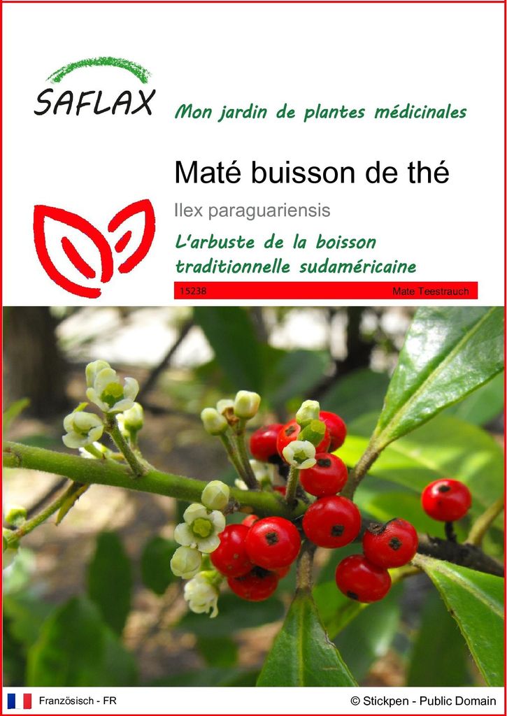 SAFLAX  - Maté buisson de thé - 10 graines - Ilex Image du produit 