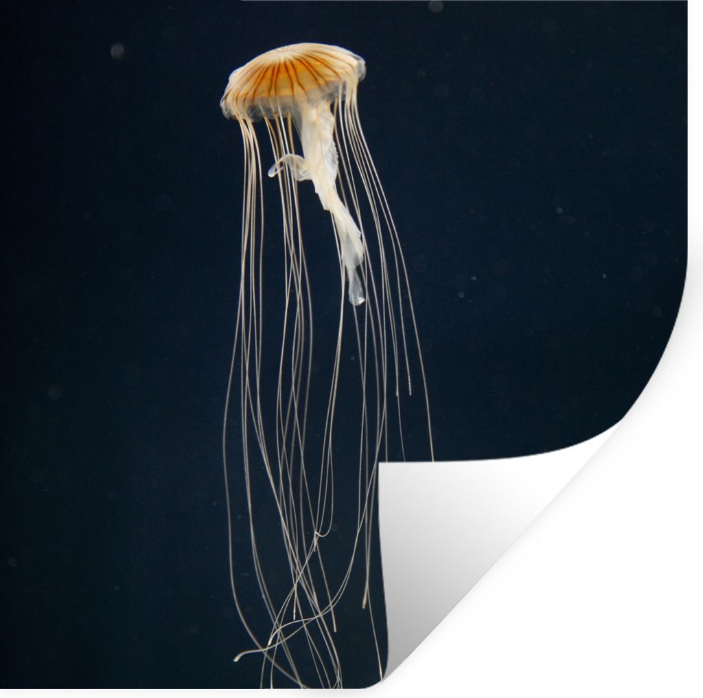 MuchoWow Wandtattoo Wandsticker Wandaufkleber Qualle - Meerestier - Tentakel 50x50 cm Selbstklebend und Repositionierbar - Selbstklebend - Fotota...