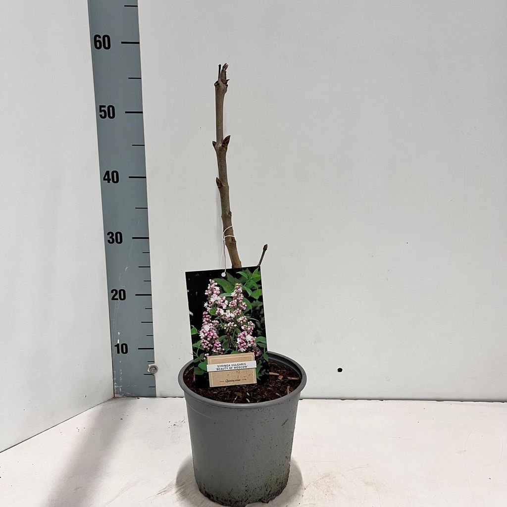 Syringa vulg. 'Beauty of Moscow' - Edelflieder | 40-50 cm im Topf