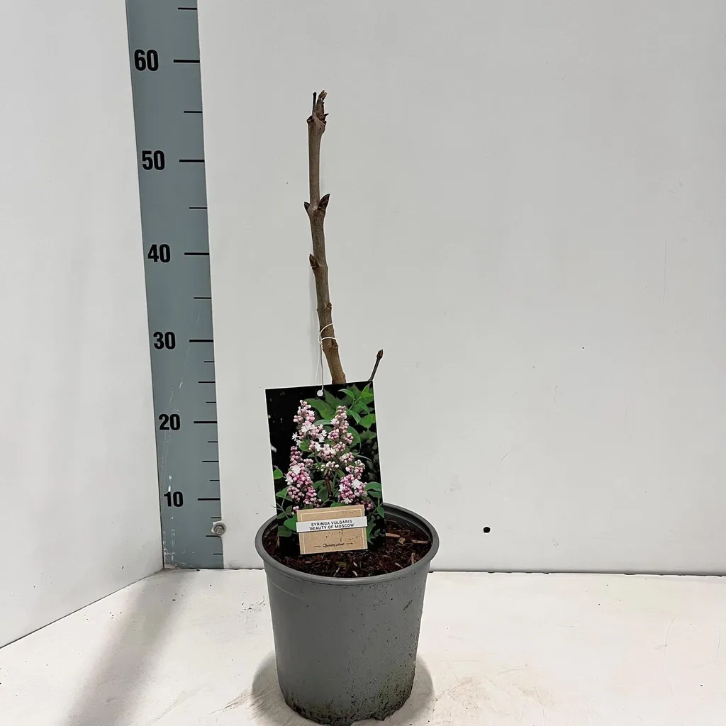 Lilas commun Beauty of Moscow 40/50cm en pot - Arbuste parfumé