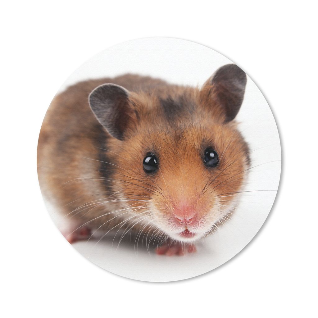 MuchoWow Mauspad Mousepad Neugieriger Hamster 20x20 cm - Mousepads - Maus Mat - Pad - Mausunterlage - Schreibtischmatte
