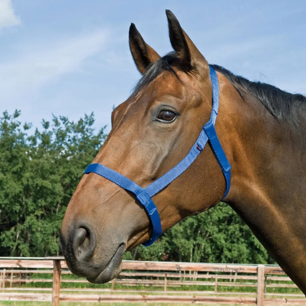 Busse cavezza willow - blu reale, taglia:Pony (S)